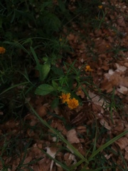 Melampodium linearilobum