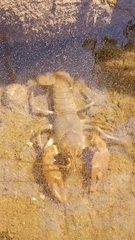 Cambarus bartonii