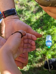 Storeria occipitomaculata