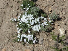 Phlox condensata