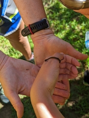 Storeria occipitomaculata