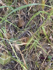 Elgaria multicarinata