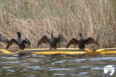 Phalacrocorax sulcirostris