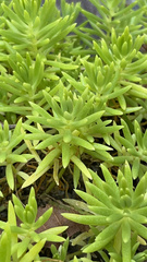 Sedum mexicanum