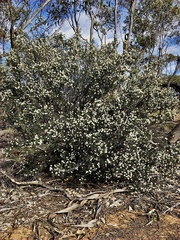 Cryptandra tomentosa