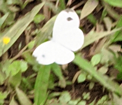Leptosia nina