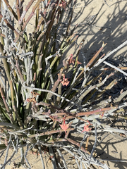 Euphorbia lomelii