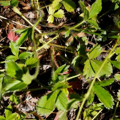 Potentilla stolonifera