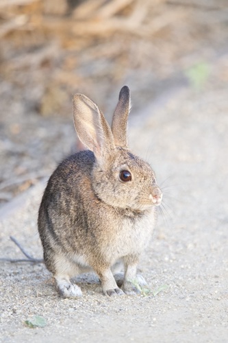 iNaturalist observation photo of Desert Cottontail