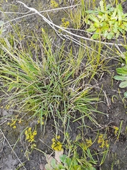 Rytidosperma tenuius