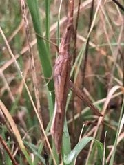 Acrida conica
