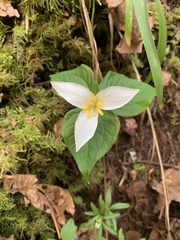 Trillium ovatum