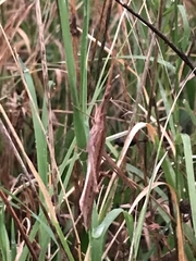 Acrida conica
