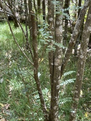 Sophora chrysophylla