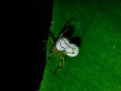 Theridion zonulatum