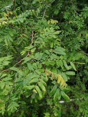 Apoplanesia paniculata