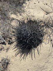 Ferocactus santa-maria