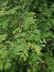 Apoplanesia paniculata