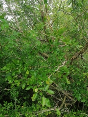 Bursera silviae