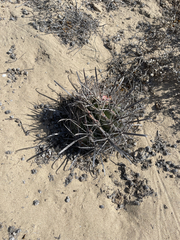 Ferocactus santa-maria