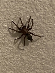 Scotophaeus blackwalli