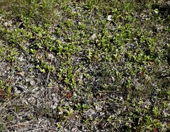 Potentilla stolonifera