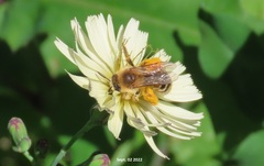 Dasypoda japonica