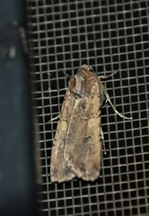 Peridroma saucia