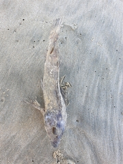 Chironemus marmoratus