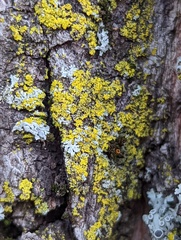Candelariaceae