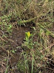 Lysichiton americanus