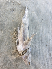 Chironemus marmoratus