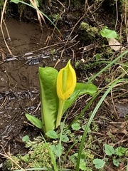 Lysichiton americanus