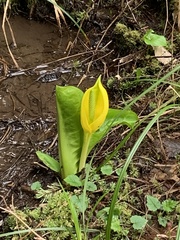 Lysichiton americanus