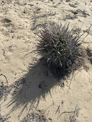 Ferocactus santa-maria