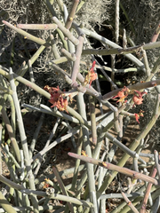Euphorbia lomelii