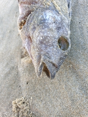 Chironemus marmoratus