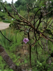 Ipomoea ternifolia
