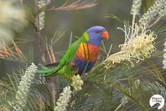 Trichoglossus moluccanus