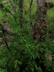 Ipomoea ternifolia