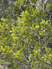 Maytenus phyllanthoides