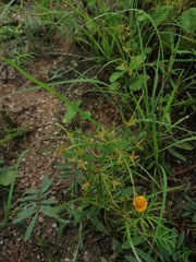 Cyperus rotundus