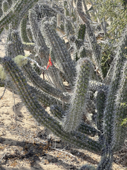 Stenocereus gummosus