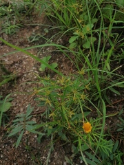Cyperus rotundus