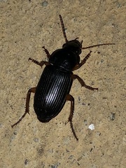 Harpalus