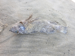 Chironemus marmoratus