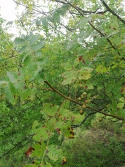Bursera excelsa