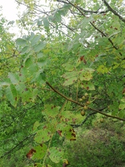 Bursera excelsa