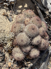 Mammillaria dioica