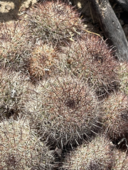Mammillaria dioica
